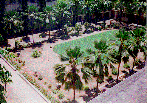 Saras Lawn1